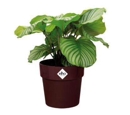Afbeeldingen van ELHO BLOEMPOT 18CM B.FOR ORIGINAL ROND PAARS