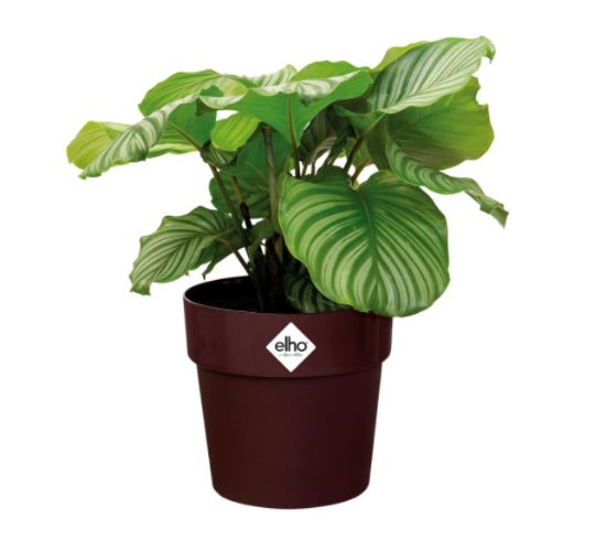Afbeeldingen van ELHO BLOEMPOT 18CM B.FOR ORIGINAL ROND PAARS