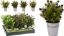Afbeeldingen van KM PLANT IN POT 26CM 